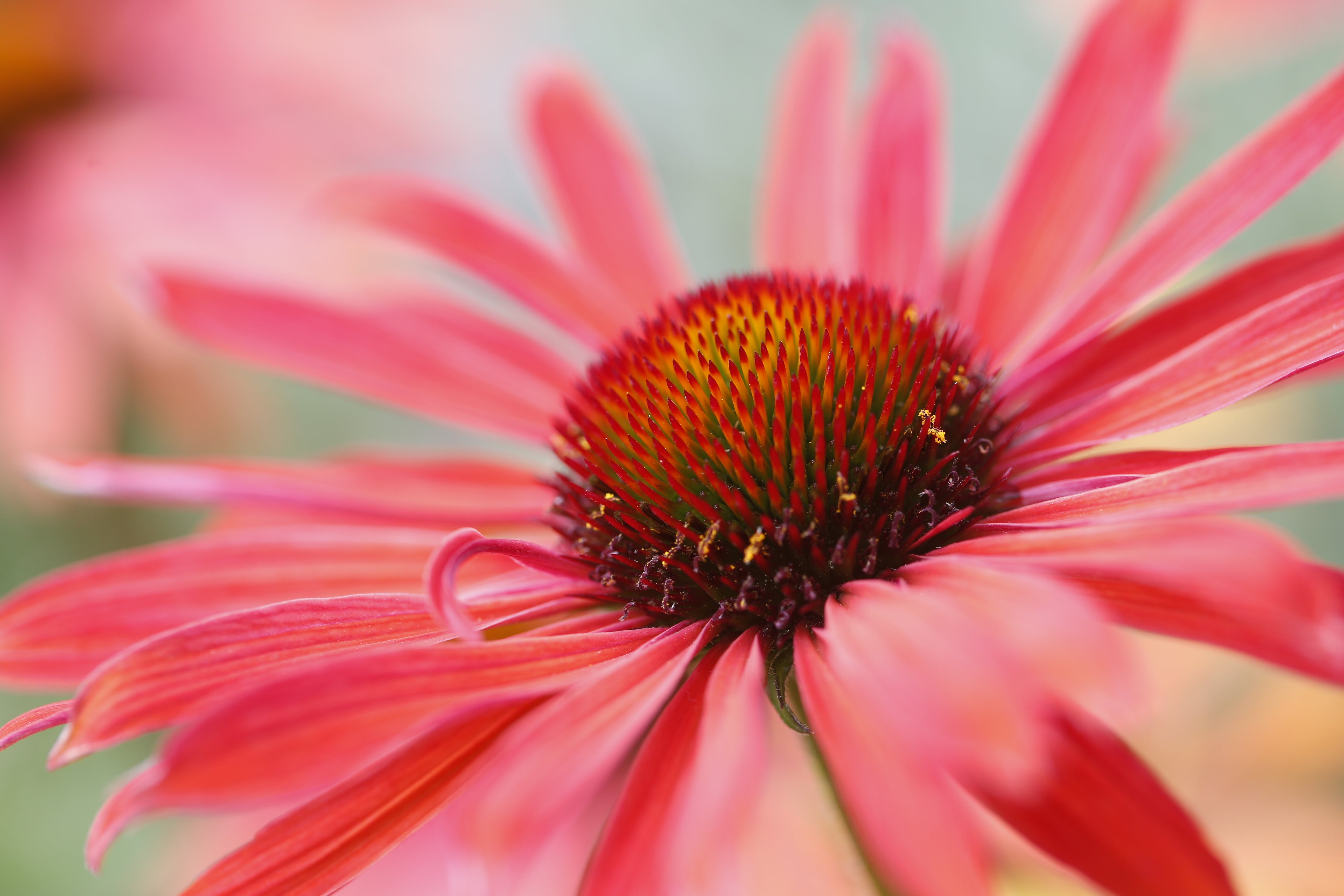 Spring Collection – Limited Edition Seasonal Teas