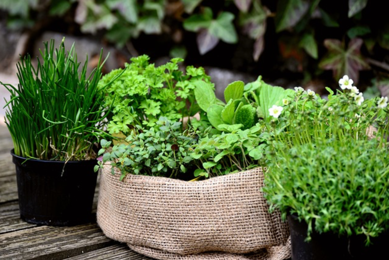 Stay Cool with these Herbs