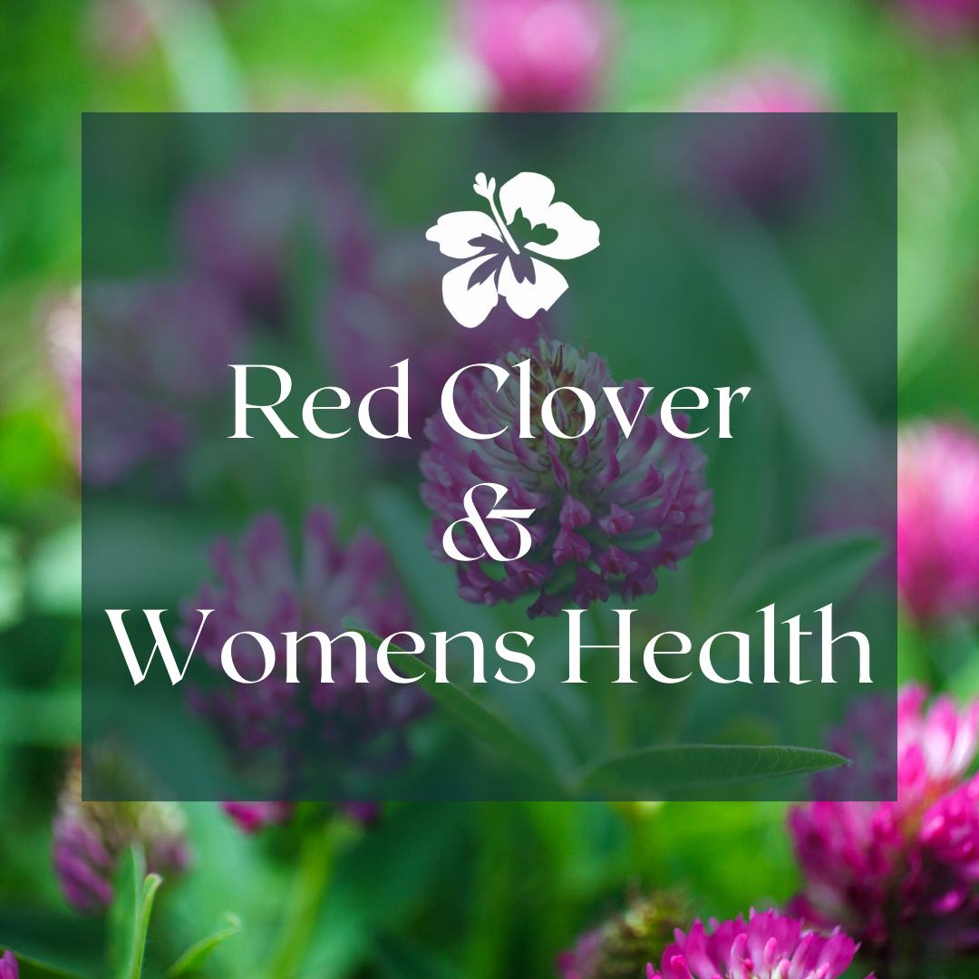 What is Red Clover?